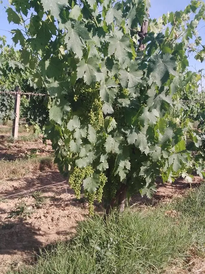 Agriturismo Il Grottino Assisi